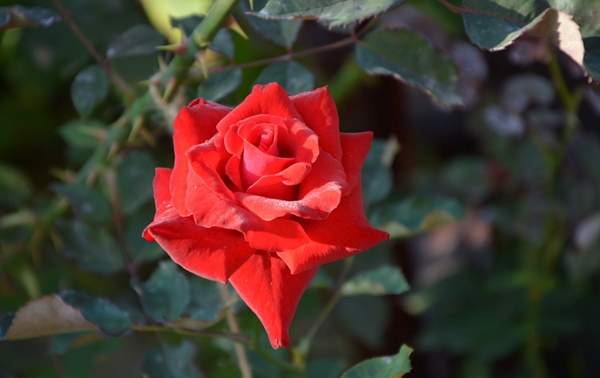 沭陽(yáng)玫瑰基地 沭陽(yáng)玫瑰基地