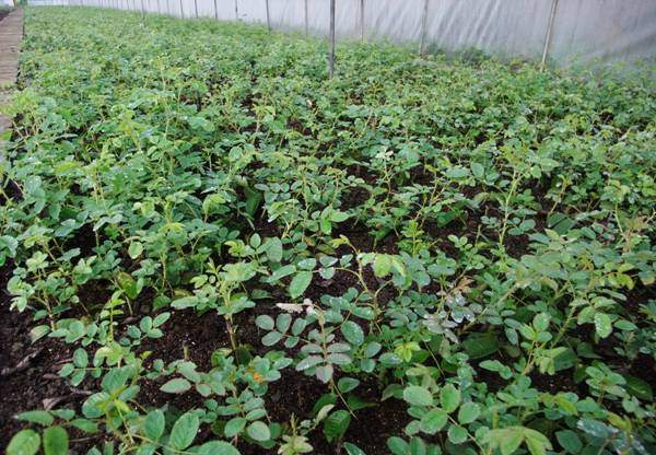 沭陽(yáng)玫瑰基地 沭陽(yáng)玫瑰基地