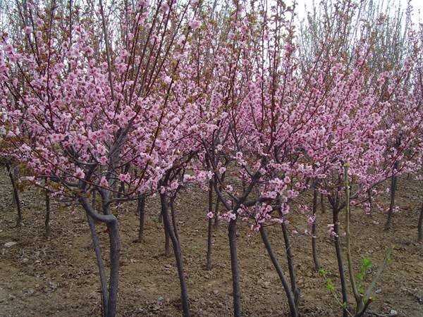 大規(guī)格的美人梅 大規(guī)格的美人梅