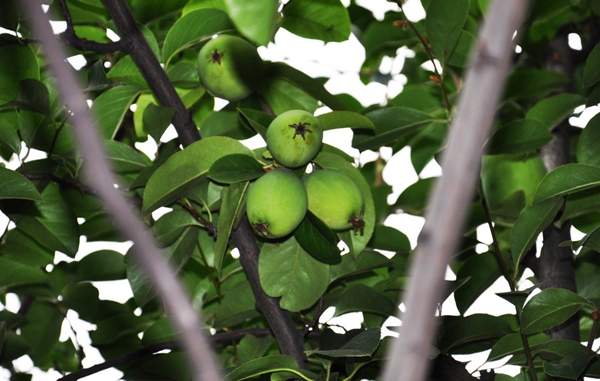 木瓜樹 價(jià)格 木瓜樹 價(jià)格