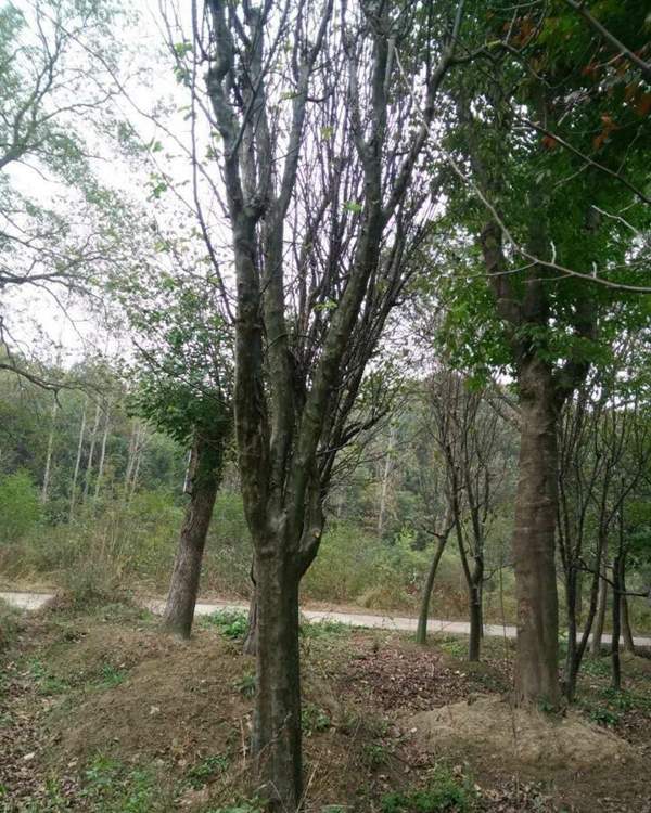 木瓜樹 價(jià)格 木瓜樹 價(jià)格