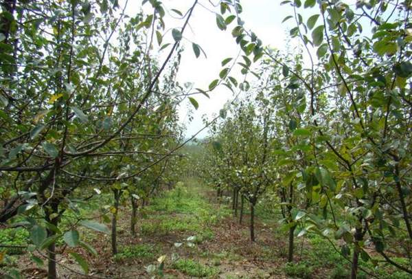 木瓜樹的價(jià)值 木瓜樹的價(jià)值