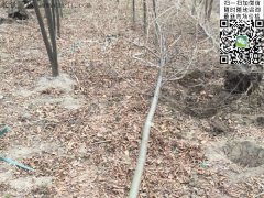 專家告訴你，為什么5公分櫸樹(shù)在園林界最暢銷