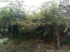 珍貴的紅櫸樹(shù)在我這，只珍不貴！