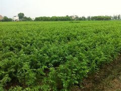 目前國(guó)內(nèi)哪里的櫸樹(shù)小苗多？