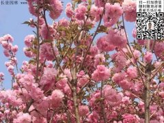 早櫻、晚櫻都是櫻，但你知道那款櫻花是最被看