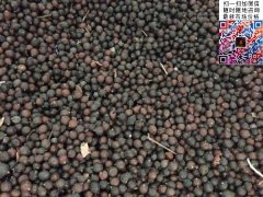 2020下半年最新欒樹籽多少錢一斤？