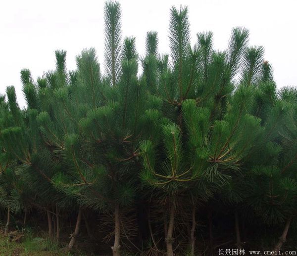 沭陽黑松基地 沭陽黑松基地