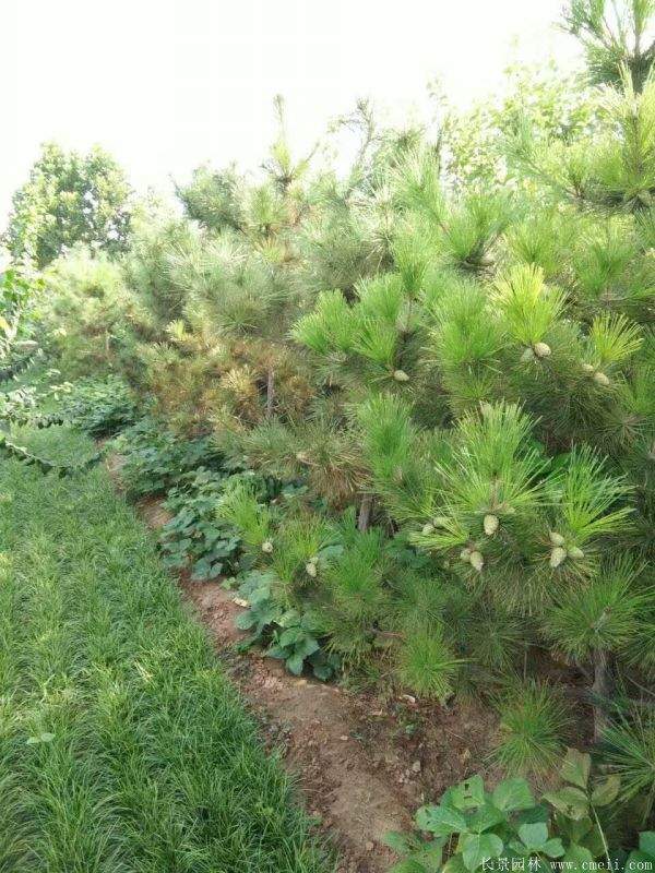 沭陽(yáng)黑松基地 沭陽(yáng)黑松基地