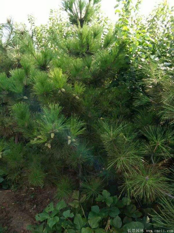 沭陽(yáng)黑松基地 沭陽(yáng)黑松基地