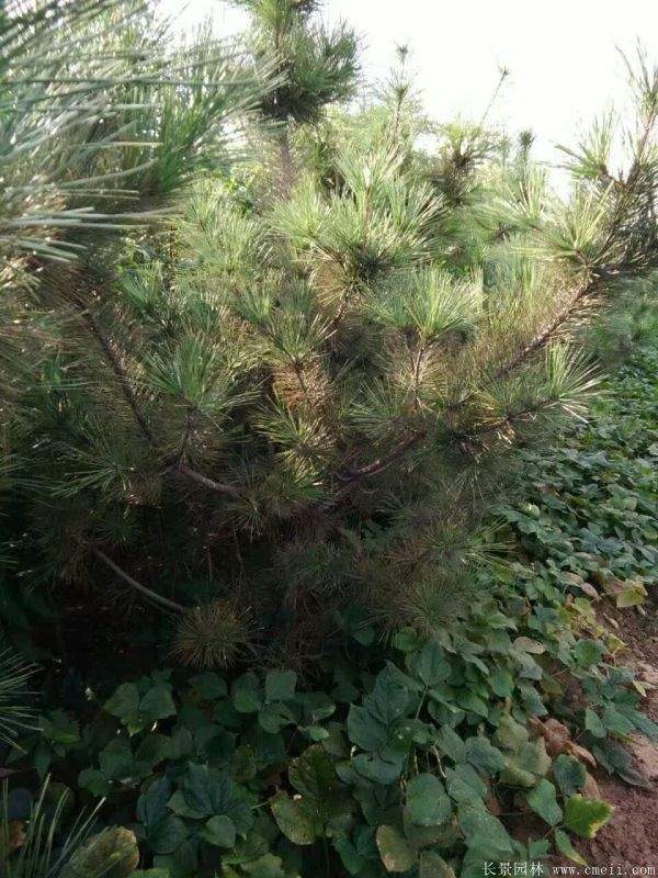 沭陽(yáng)黑松基地 沭陽(yáng)黑松基地