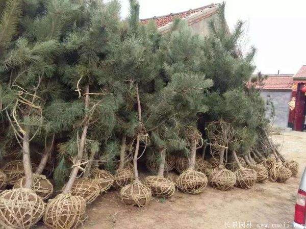 沭陽(yáng)黑松基地 沭陽(yáng)黑松基地