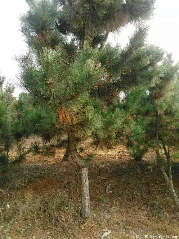 沭陽(yáng)黑松基地 沭陽(yáng)黑松基地