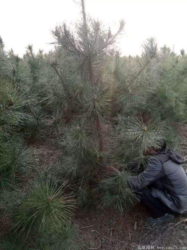 沭陽(yáng)黑松基地 沭陽(yáng)黑松基地