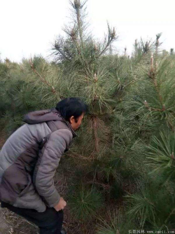 沭陽(yáng)黑松基地 沭陽(yáng)黑松基地