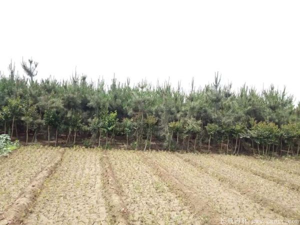 2016沭陽黑松樹的規(guī)格 2016沭陽黑松樹的規(guī)格