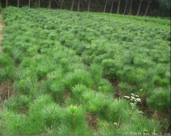 2016沭陽黑松樹的規(guī)格 2016沭陽黑松樹的規(guī)格