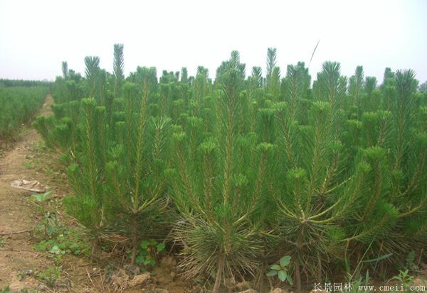 沭陽(yáng)黑松的優(yōu)勢(shì) 沭陽(yáng)黑松的優(yōu)勢(shì)