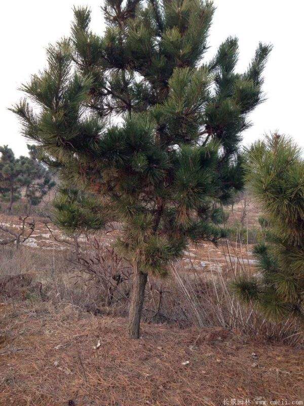 沭陽(yáng)黑松的優(yōu)勢(shì) 沭陽(yáng)黑松的優(yōu)勢(shì)