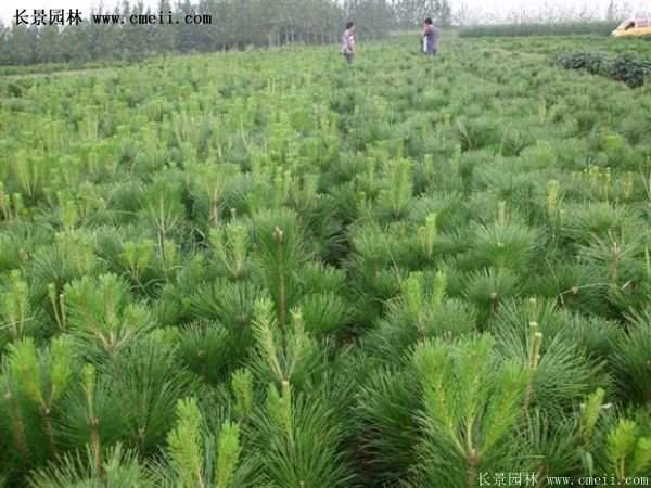 沭陽黑松苗、黑松樹