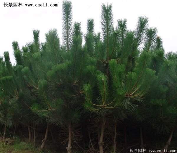 沭陽黑松苗、黑松樹