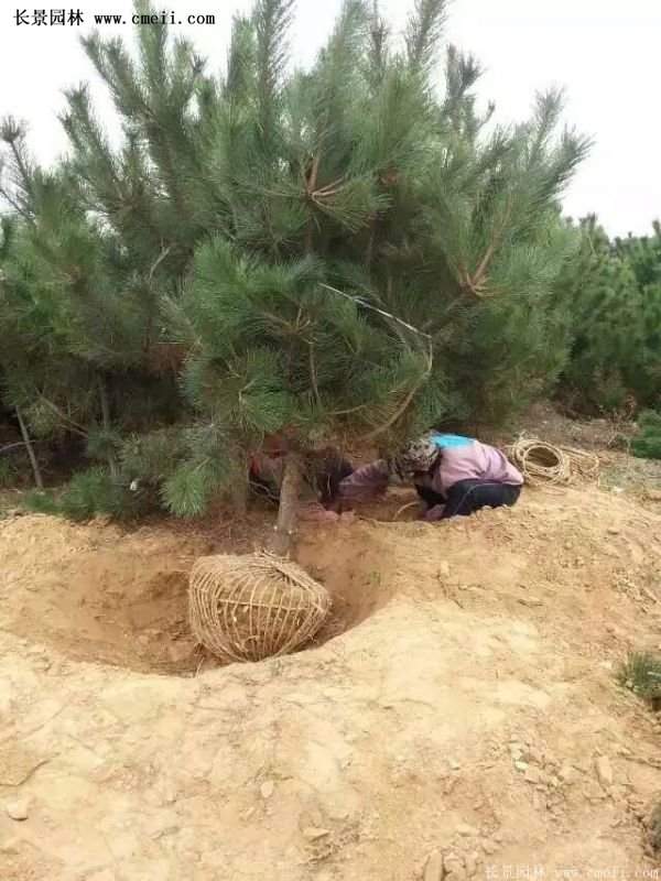 沭陽黑松苗、黑松樹