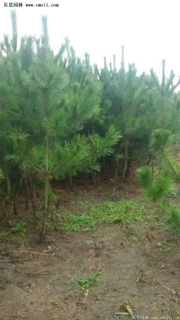 沭陽黑松苗、黑松樹