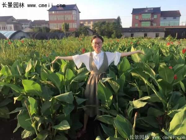 低價格，高質量的美人蕉