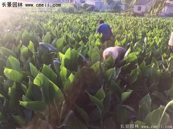 低價格，高質量的美人蕉