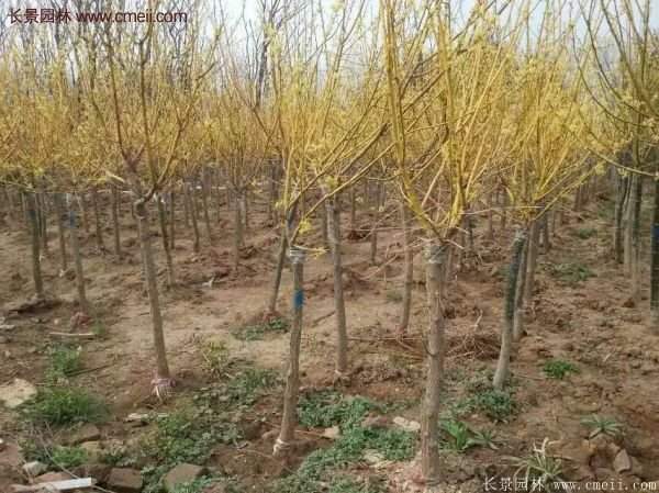 黃金槐樹苗是如何繁育的？