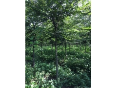 較大的櫸樹(shù)產(chǎn)地，產(chǎn)量百分之二十以上