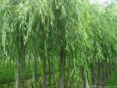 垂柳多少錢一棵？