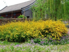 <font color='#FFFF00'>產(chǎn)地直銷(xiāo)的棣棠球多少錢(qián)一棵？</font>