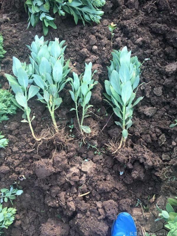 八寶景天-沭陽(yáng)長(zhǎng)景園林 八寶景天-沭陽(yáng)長(zhǎng)景園林