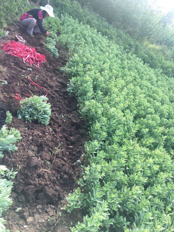 八寶景天-沭陽(yáng)長(zhǎng)景園林 八寶景天-沭陽(yáng)長(zhǎng)景園林