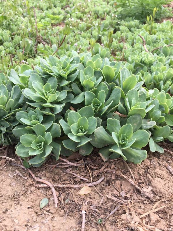 八寶景天-沭陽(yáng)長(zhǎng)景園林 八寶景天-沭陽(yáng)長(zhǎng)景園林