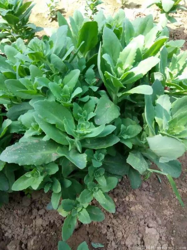 八寶景天-沭陽(yáng)長(zhǎng)景園林 八寶景天-沭陽(yáng)長(zhǎng)景園林