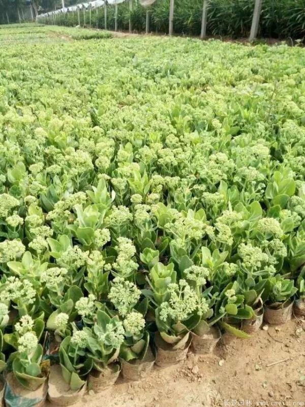 八寶景天-沭陽(yáng)長(zhǎng)景園林 八寶景天-沭陽(yáng)長(zhǎng)景園林