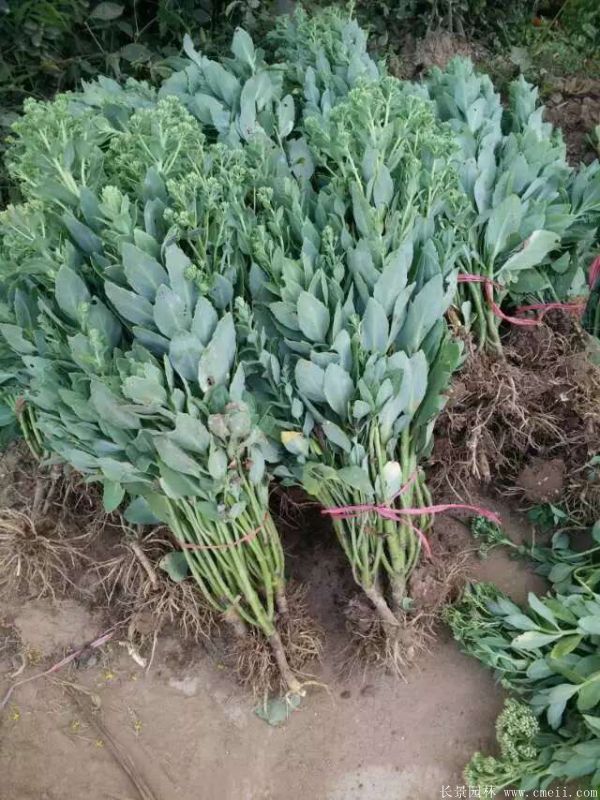 八寶景天-沭陽(yáng)長(zhǎng)景園林 八寶景天-沭陽(yáng)長(zhǎng)景園林