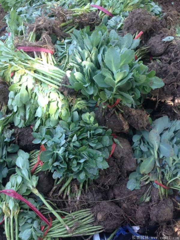 八寶景天-沭陽(yáng)長(zhǎng)景園林 八寶景天-沭陽(yáng)長(zhǎng)景園林