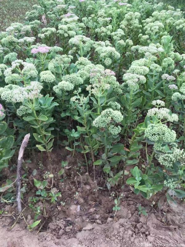 八寶景天-沭陽(yáng)長(zhǎng)景園林 八寶景天-沭陽(yáng)長(zhǎng)景園林