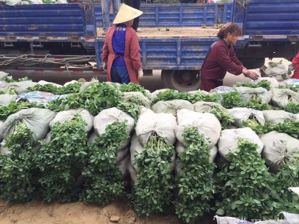 八寶景天-沭陽(yáng)長(zhǎng)景園林 八寶景天-沭陽(yáng)長(zhǎng)景園林