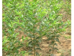 3~18公分日本櫻花樹，海量現(xiàn)貨直銷，價(jià)格全國最