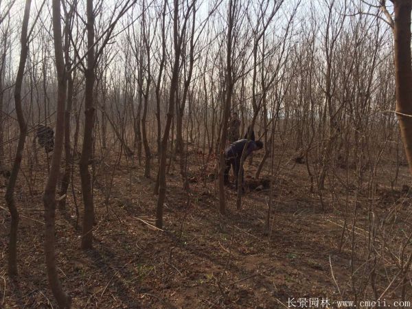 紅葉烏桕圖片紅葉烏桕基地實拍 紅葉烏桕圖片紅葉烏桕基地實拍