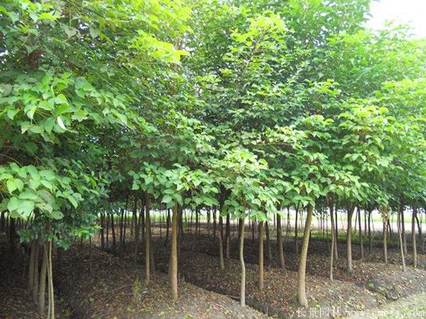 紅葉烏桕圖片紅葉烏桕基地實拍 紅葉烏桕圖片紅葉烏桕基地實拍