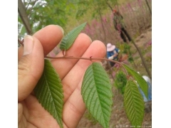 櫸樹(shù)生長(zhǎng)速度快嗎？