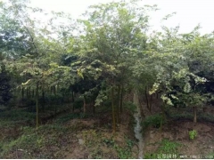 小規(guī)格的櫸樹(shù)目前市場(chǎng)上熱銷的有哪幾個(gè)規(guī)格