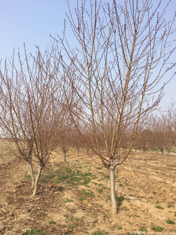 紅葉碧桃圖片紅葉碧桃基地實拍 紅葉碧桃圖片紅葉碧桃基地實拍