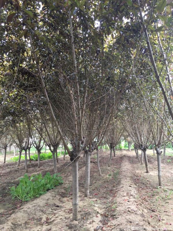 紅葉碧桃圖片紅葉碧桃基地實拍 紅葉碧桃圖片紅葉碧桃基地實拍