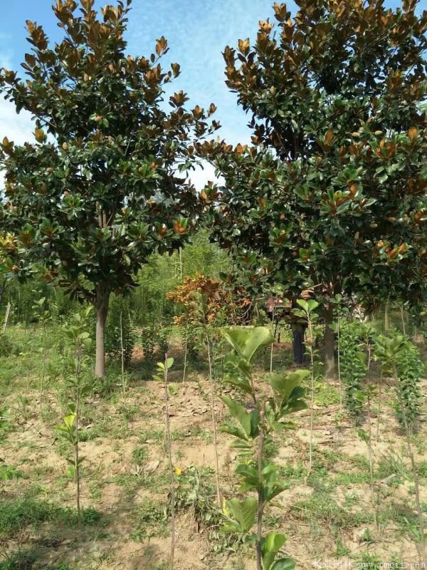 廣玉蘭圖片廣玉蘭基地實(shí)拍